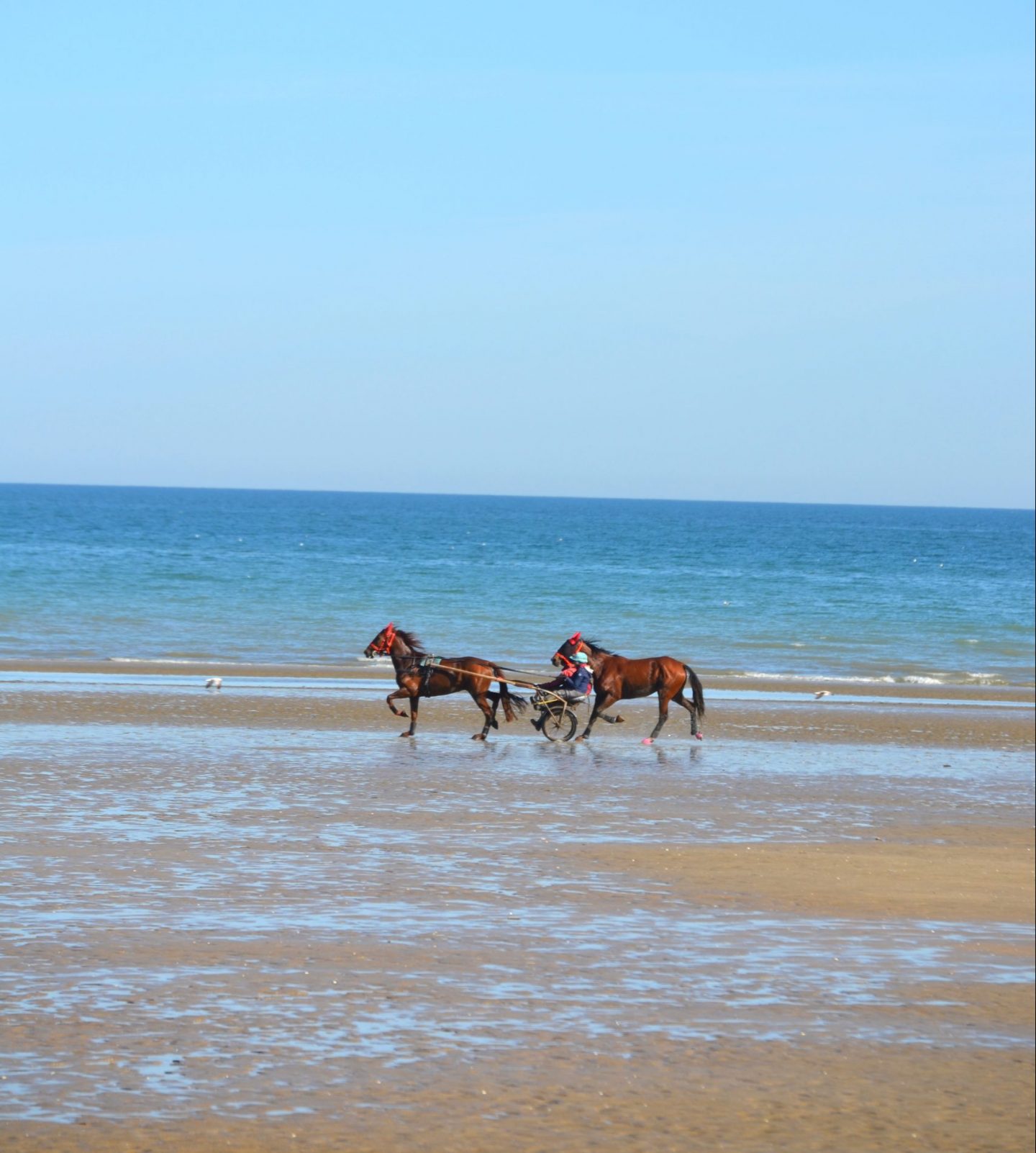 chevaux sur la plage de Cabourg