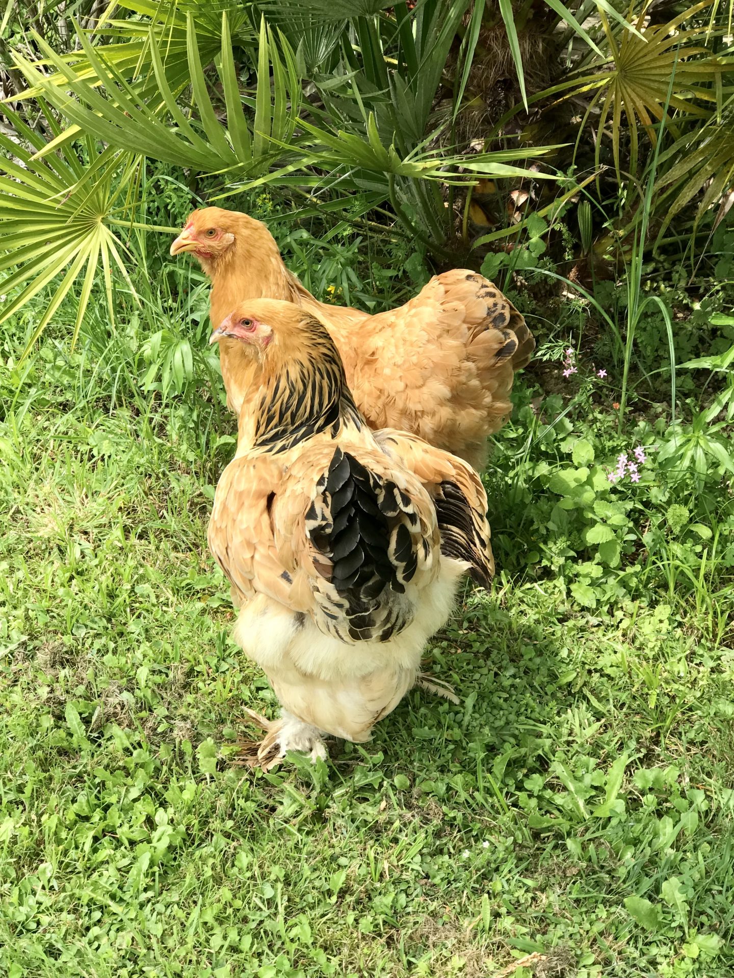 poules dans le jardin