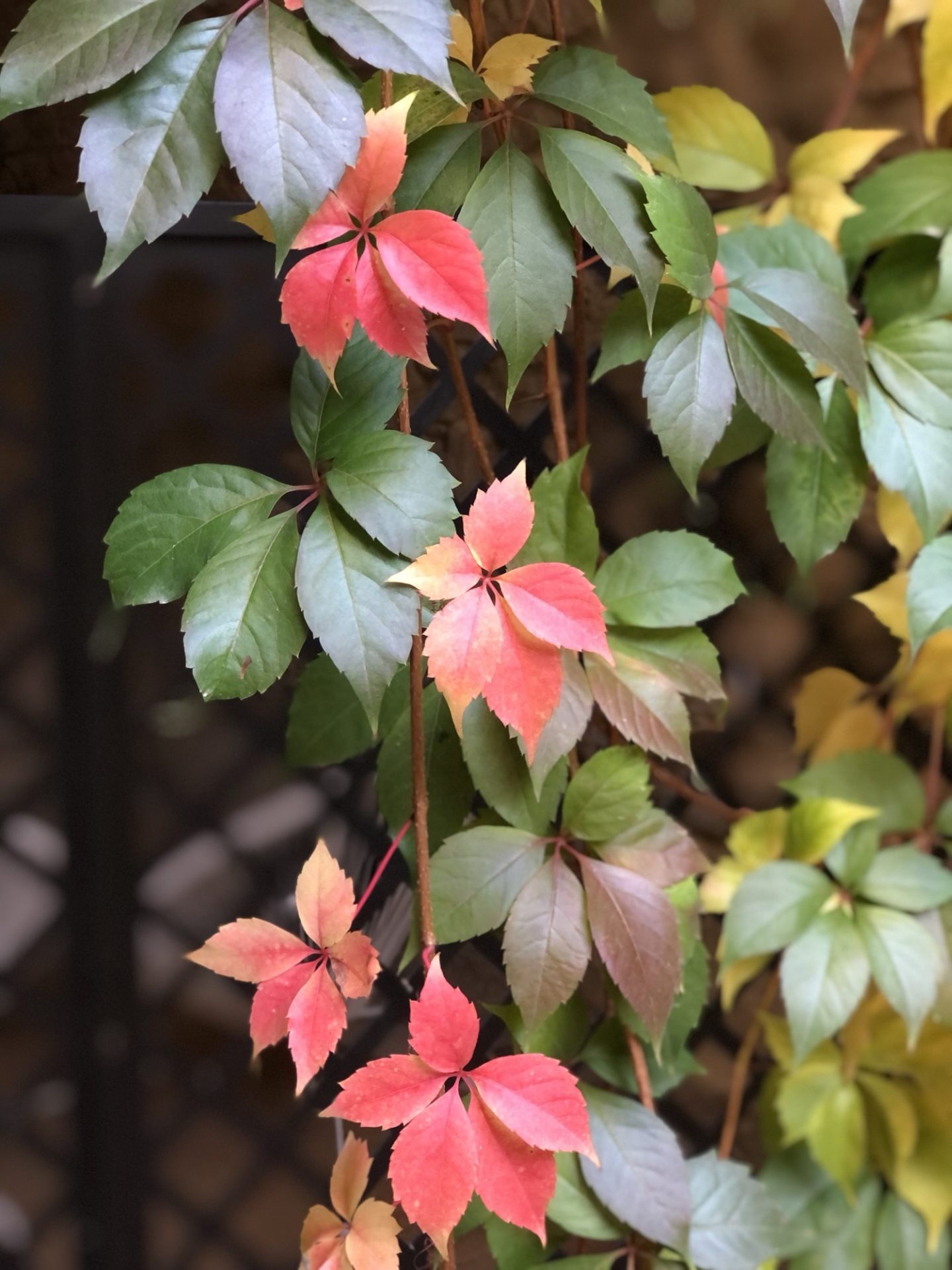 Pourquoi j'ai hâte que l'automne arrive